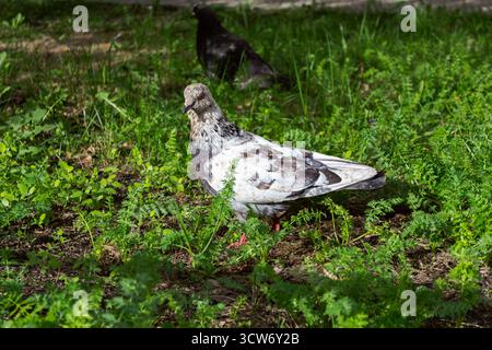 Taube, die auf üppigem grünem Gras läuft Stockfoto