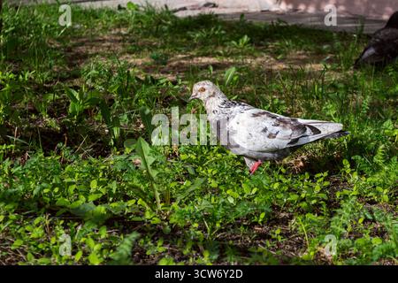 Taube, die auf üppigem grünem Gras läuft Stockfoto