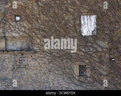Überwachsene Ruinenmauer mit leerem Fenster - abstrakte Textur trockener, verworrener Weinstöcke, die eine alte Steinmauer bedecken, mit einer leeren, quadratischen Fensteröffnung Stockfoto