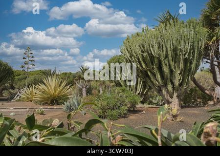 Kanarische Inseln Kakteen und Sukkulenten Garten - üppiger botanischer Garten auf den Kanarischen Inseln, Spanien, mit großen Kakteen und Sukkulenten unter einem B Stockfoto