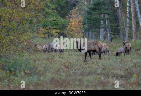 Bull und sein Harem an einem Oktobermorgen im Clam Lake-Gebiet im Norden von Wisconsin. Stockfoto