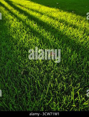 Grünes Gras in Sonnenstrahlen. Nahaufnahme eines gut gepflegten Rasens in einem kleinen Hof. Stockfoto
