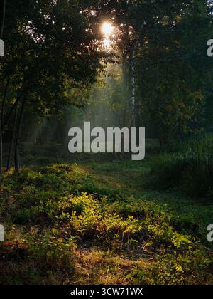 Morgens im dunklen Herbstwald: Nebelige Luft mit Sonnenstrahlen im Herbst, die durch Baumkronen kommen. Stockfoto
