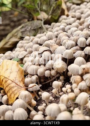 Pilze auf dem alten Baumstumpf. Nahaufnahme der Kolonie von Feeninkkappen im Herbstwald. Stockfoto