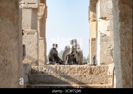 Die graue Affen-Familie der nördlichen Ebenen, der Semnopithecus entellus-Affe in einem Tempel, die Tierwelt von Hampi Indien, der Dschungel und das Regenwaldtier in der Stadt Stockfoto