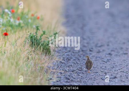 Graue Rebhühner (Perdix perdix) einsamer Junghund auf Schotterstraße neben blühendem Wildblumenfeld in Ackerland, Hessen, Deutschland Stockfoto