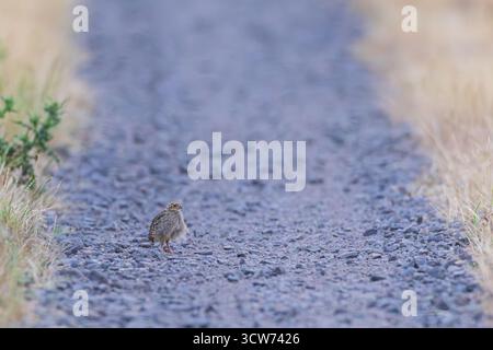 Graue Rebhühner (Perdix perdix) einsam auf Schotterstraße in Hessen, Deutschland Stockfoto