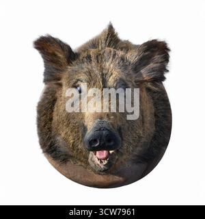 Gefülltes Wildschwein. Maul eines Wildschweins aus der Nähe. Isoliert auf weißem Hintergrund Stockfoto