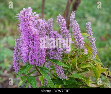 Nahaufnahme der blühenden Elsholtzia stautonii aka Minzstrauch mit duftendem Laub und lilafarbenen Blüten im Herbst Stockfoto