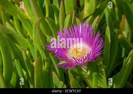 Nahaufnahme von Carpobrotus acinaciformis auch bekannt als Elands sourfig, Elandssuurvy oder Sally-my-gutaussehende Blätter und leuchtend rosa Blüten Stockfoto