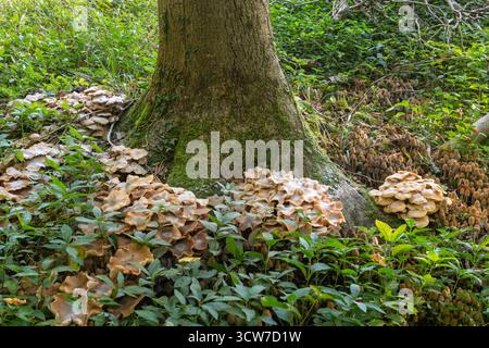 Honigpilz (Armillaria sp) und Tintenkappenpilze, die im Herbst um die Basis eines toten Baumes wachsen, der mit der Aschedieback-Krankheit leidet, England, Vereinigtes Königreich Stockfoto