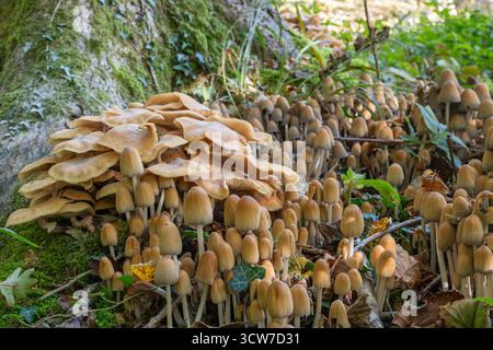 Honigpilz (Armillaria sp) und Tintenkappenpilze, die im Herbst um die Basis eines toten Baumes wachsen, der mit der Aschedieback-Krankheit leidet, England, Vereinigtes Königreich Stockfoto
