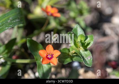 Scharlachrote Pimpernblüten (Anagallis arvensis), ein Ackerkraut oder Wildblume, England, Vereinigtes Königreich Stockfoto