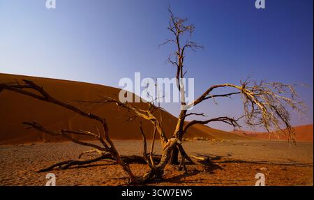Verwitterte Bäume stehen leblos im goldenen Sand der Namib-Wüste unter einem tiefblauen Himmel, Namibia Stockfoto