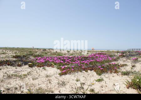 Armacao de Pera unterwegs, alleine spazieren an diesem wunderschönen Ort am Meer. Stockfoto
