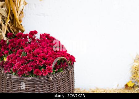 Korb gefüllt mit roten Chrysanthemen, die neben der weißen Wand mit Stroh stehen, einfache Herbstdekoration und rustikaler floraler Hintergrund. Stockfoto