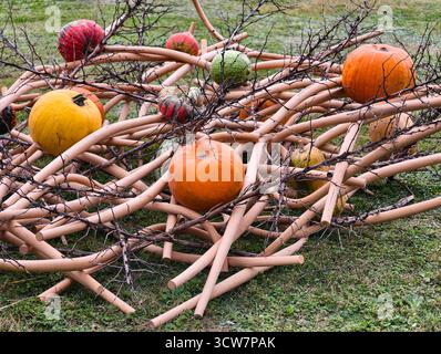 Herbst Kürbisse Kürbisse auf dekorative Bambus Twig Struktur Herbst Garten Ausstellung kreative Ernte Arrangement Outdoor Art Installation Stockfoto