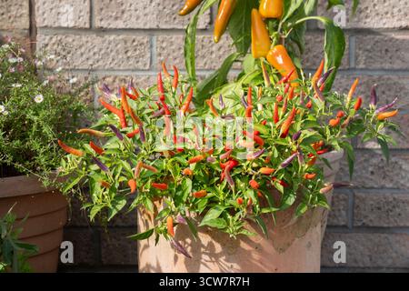 Somerset, Großbritannien. Eine hausgemachte Chilipflanze in einem britischen Garten, der in einem Pflanztopf angebaut wird. Es ist Basket of Fire F1 Variety Capsicum annuum Stockfoto
