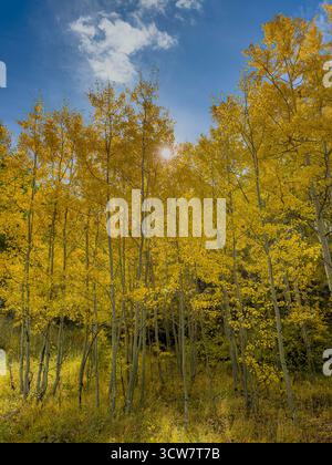 Das Morgenlicht zieht durch hohe Aspenbäume mit hellgelben Herbstblättern in der Nähe von Telluride, Colorado. Stockfoto