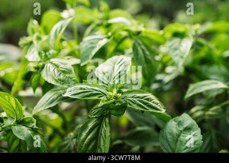 Grüne Basilikumpflanze, die im Hausgarten wächst. Frische Blätter des Genoveser Krauts. Tulsi. Stockfoto