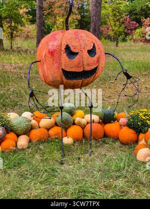 Halloween-Kürbis-Dekoration mit Herbstkürbis- und Kürbissorten in festlicher Anordnung für Herbstfeier. Ultra HD Stockfoto