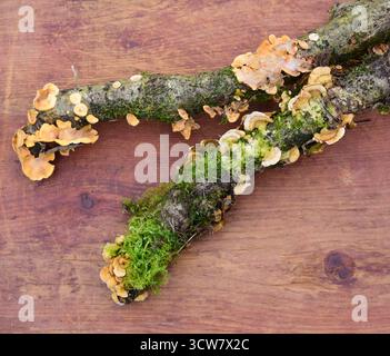 Haarige Stereumpilze, Stereum Hirsutum Pilze, Haarige Vorhangkruste Stockfoto