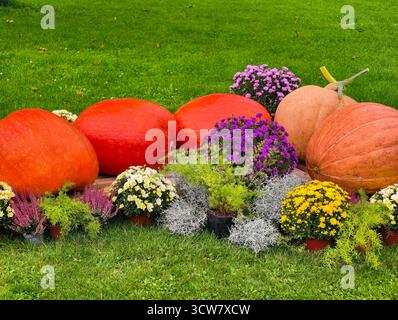 Riesige orange Kürbisse mit farbenfrohen Herbstmütter Chrysanthemen Gartenausstellung auf grünem Rasen für Herbsterntefest Dekoration Stockfoto
