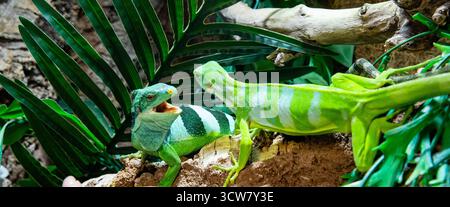 Große gleitende Eidechse, ein hellgrün gestreifter Leguan mit offenem Mund, das ein bedrohliches Verhalten zeigt Stockfoto