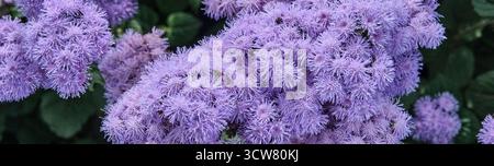 Lila Ageratum Blumen blühen im Garten, weicher floraler Hintergrund Stockfoto