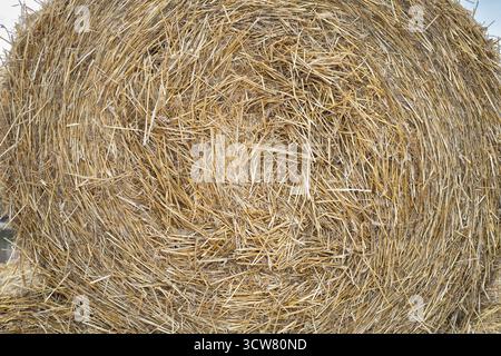 Runder Heuballen Texturhintergrund aus Stroh, der Landwirtschaft, Ernte und natürliches ländliches Material symbolisiert. Stockfoto