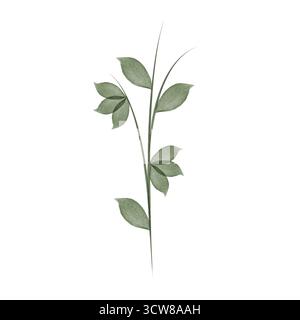 Ein zarter Blumenstiel zeigt drei Sätze grüner Blätter, die mit Aquarell bemalt sind. Der Stiel und die Blätter sind auf einem sauberen, weißen Hintergrund. Stock Vektor