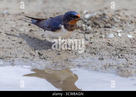 Scheunenschwalbe (Hirundo rustica / Hirundo erythrogaster) sammelt Schlamm im Schnabel aus der Pfütze, um im Frühjahr Nest zu bauen Stockfoto