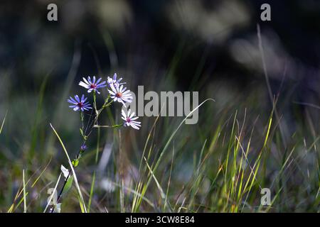 Das Licht am frühen Morgen zeigt einen Fleck Wildblumen entlang des Johnson Lake Trail im Banff National Park, Alberta, Kanada. Stockfoto