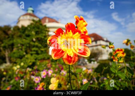 Eine Blume Der Puuh Dahlia. Rot Mit Gelbem Rand Und Gelbem Herzen. Im Hintergrund mehr bunte Blumen und Ein verschwommenes Gebäude Stockfoto