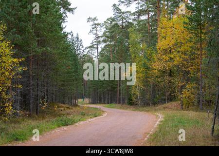 Eine unbefestigte Straße führt durch einen dichten Kiefernwald mit leuchtend gelben Herbstlaub und lädt zu einem friedlichen Spaziergang in der Natur ein Stockfoto