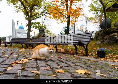 Eine charmante Ingwer-weiße Katze sitzt auf einem Kopfsteinpflasterweg, der mit herabfallenden Herbstblättern übersät ist, mit Parkbänken und bunten Bäumen im Hintergrund Stockfoto