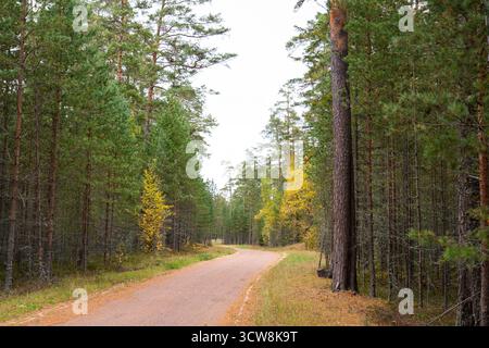 Eine sanfte Kurve auf einer unbefestigten Straße schlängelt sich durch einen friedlichen Kiefernwald, mit kleinen gelben Bäumen, die der Landschaft einen Hauch von herbstlicher Farbe verleihen Stockfoto