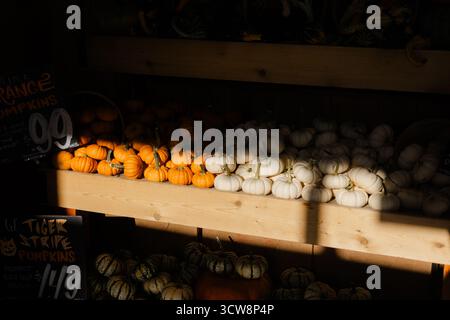 Viele Kürbisse in verschiedenen Farben sind ordentlich auf Holzregalen angeordnet, die in warmes Sonnenlicht getaucht sind. Stockfoto