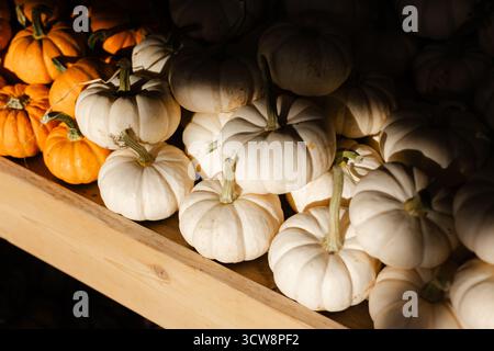 Kürbisse in verschiedenen Farben sind ordentlich auf einem Holzregal angeordnet und zeigen die Ernte der Saison unter warmem Sonnenlicht. Stockfoto