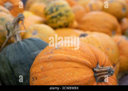 Kürbisse verschiedener Sorten und Farben stapeln sich auf dem Herbstmarkt. Natürliches Bio-Gemüse symbolisiert Herbst, gesunde Ernährung, Stockfoto