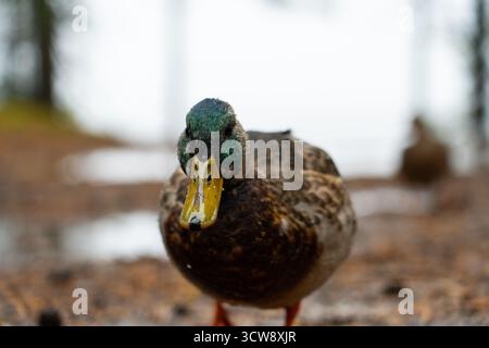 Eine extreme Nahaufnahme des Kopfes einer männlichen Mallard-Ente mit Blick auf die schillernden grünen Federn und den gelben Schnabel Stockfoto