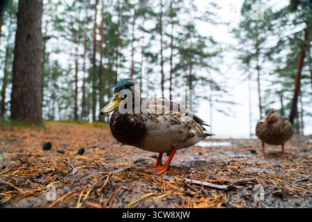Eine Nahaufnahme aus der Nähe, aus einem niedrigen Winkel, eine männliche Mallard-Ente mit grünem Kopf und gelbem Schnabel, die auf dem matschigen Waldboden steht Stockfoto