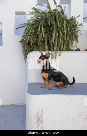 Kleiner schwarzer und brauner Hund, der auf einer weißen Mauer in Santorin sitzt Stockfoto