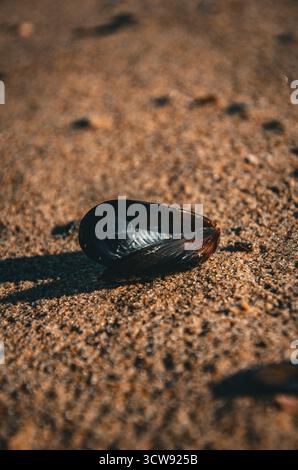 Leere Muschelschale, die sich im warmen Sonnenlicht auf strukturiertem Strandsand aufhält Stockfoto