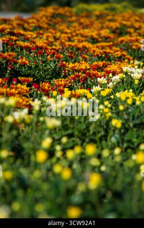 Feld der bunten Herbst Chrysanthemen Rot, Orange und Gelb Mütter in voller Blüte Stockfoto