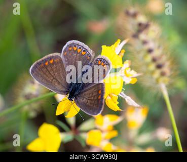 Weiblicher gemeiner blauer Schmetterling (polyommatus icarus) an Lotus corniculatus Blüte. Stockfoto
