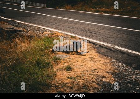 Moody-Schuss eines streunenden Hundes, der neben einer Asphaltstraße auf einer Landstraße liegt Stockfoto