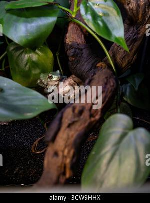 Exotischer tropischer Frosch, der auf Holzrebe sitzt Stockfoto