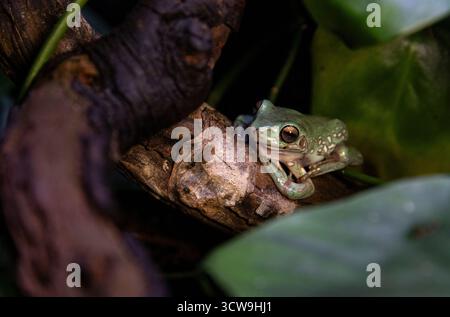 Schöner grüner Baumfrosch mit gefleckter Haut in Nahaufnahme Stockfoto