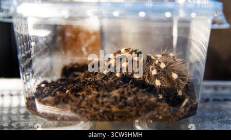 Haarige Tarantelspinne Nahaufnahme in durchsichtigem Gehäuse Stockfoto